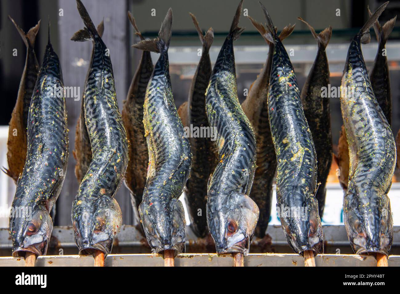 Atlantic mackerel, common mackerel mackerels