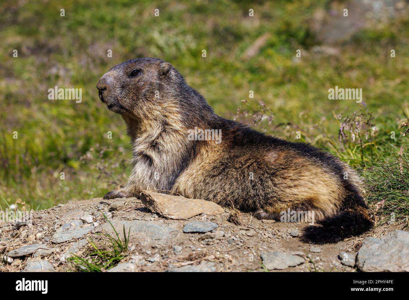 alpine marmot (Marmota marmota), sunbathing, side view, Austria, Hohe Tauern National Park, Grossglockner Stock Photo