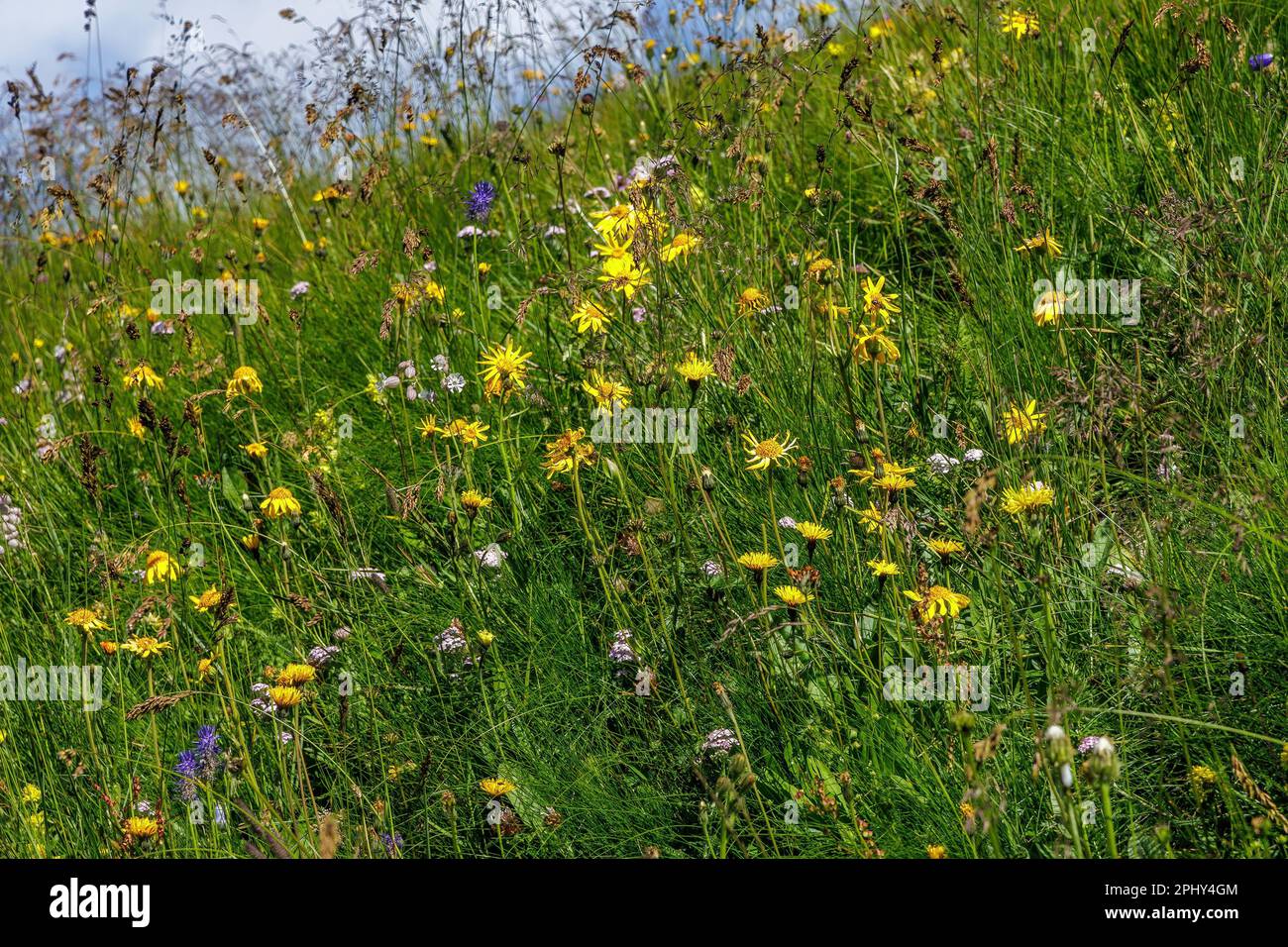 European arnica (Arnica montana), blooming mountain meadow, Austria, Carinthia, Hohe Tauern National Park, Grossglockner Stock Photo