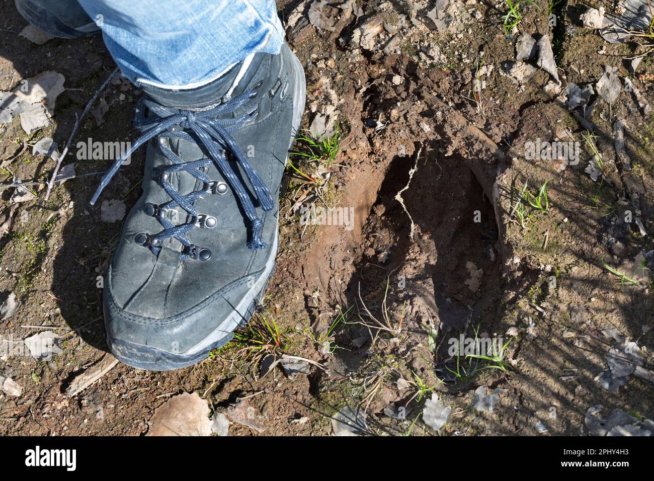 elk, European moose (Alces alces alces), footprint in mud, Scandinavia