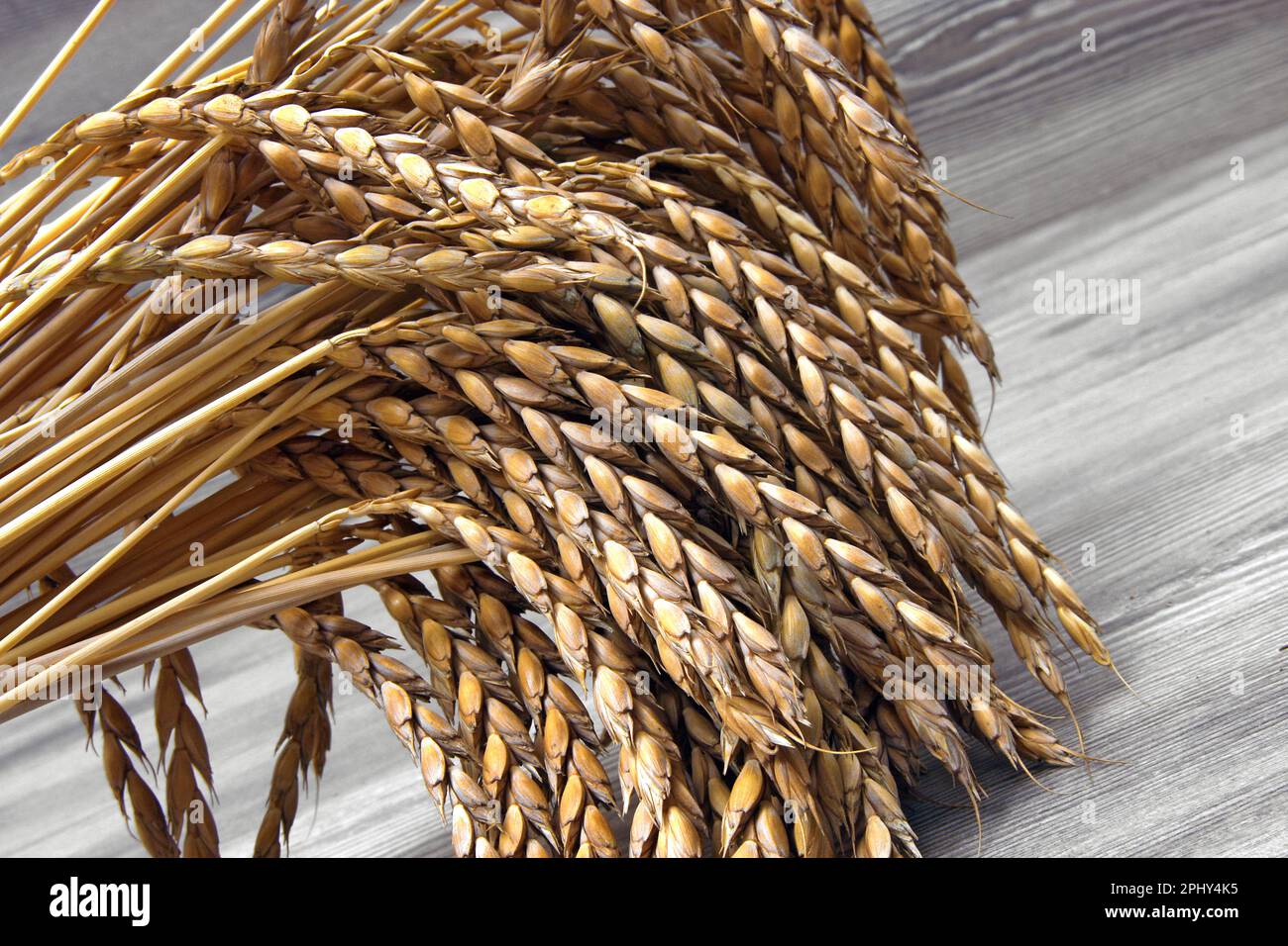 spelt wheat (Triticum spelta), bundel of spelt Stock Photo