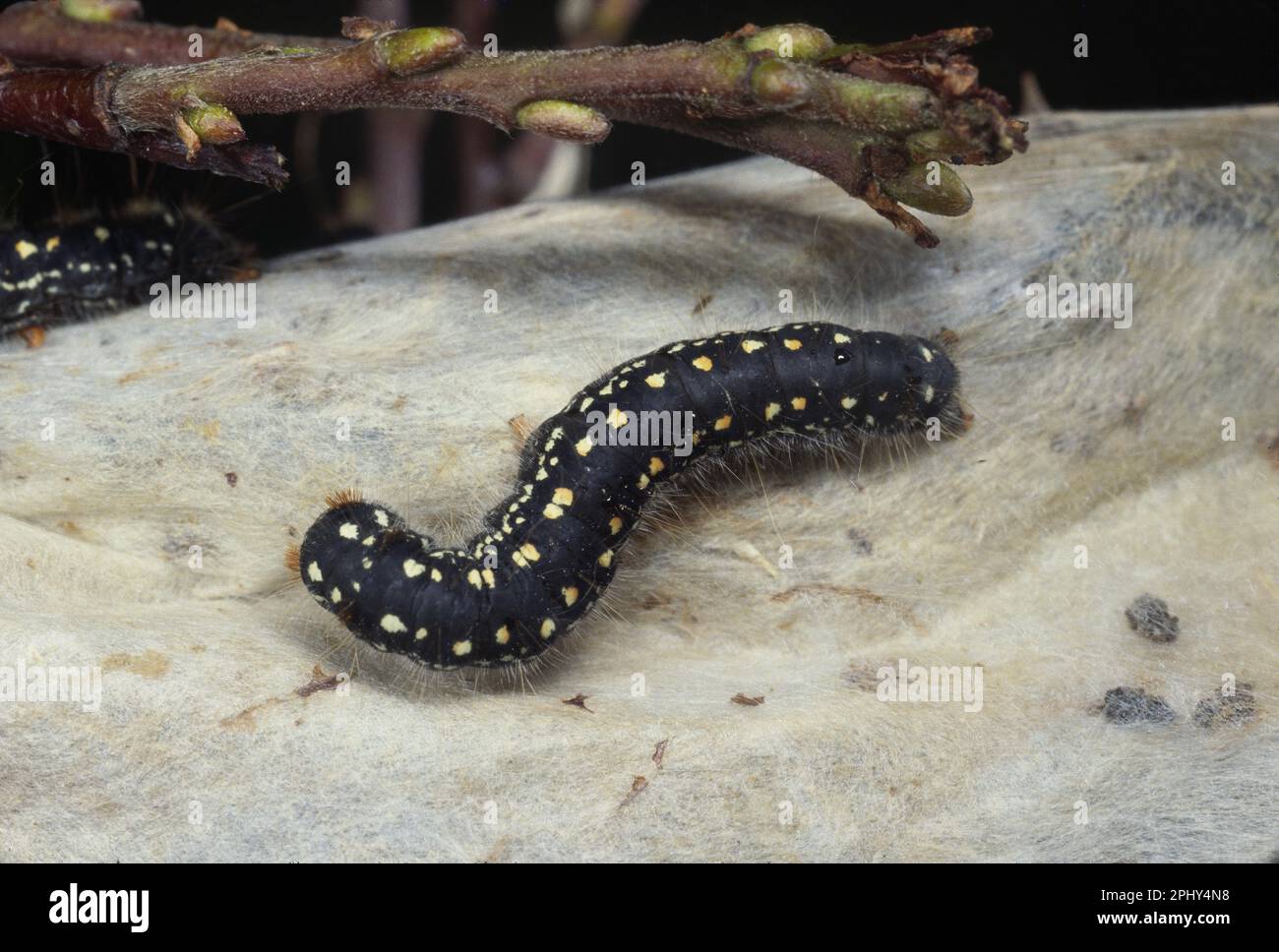 AlpenWollafter (Eriogaster arbusculae) Raupe (Eriogaster arbusculae), caterpillar, Germany
