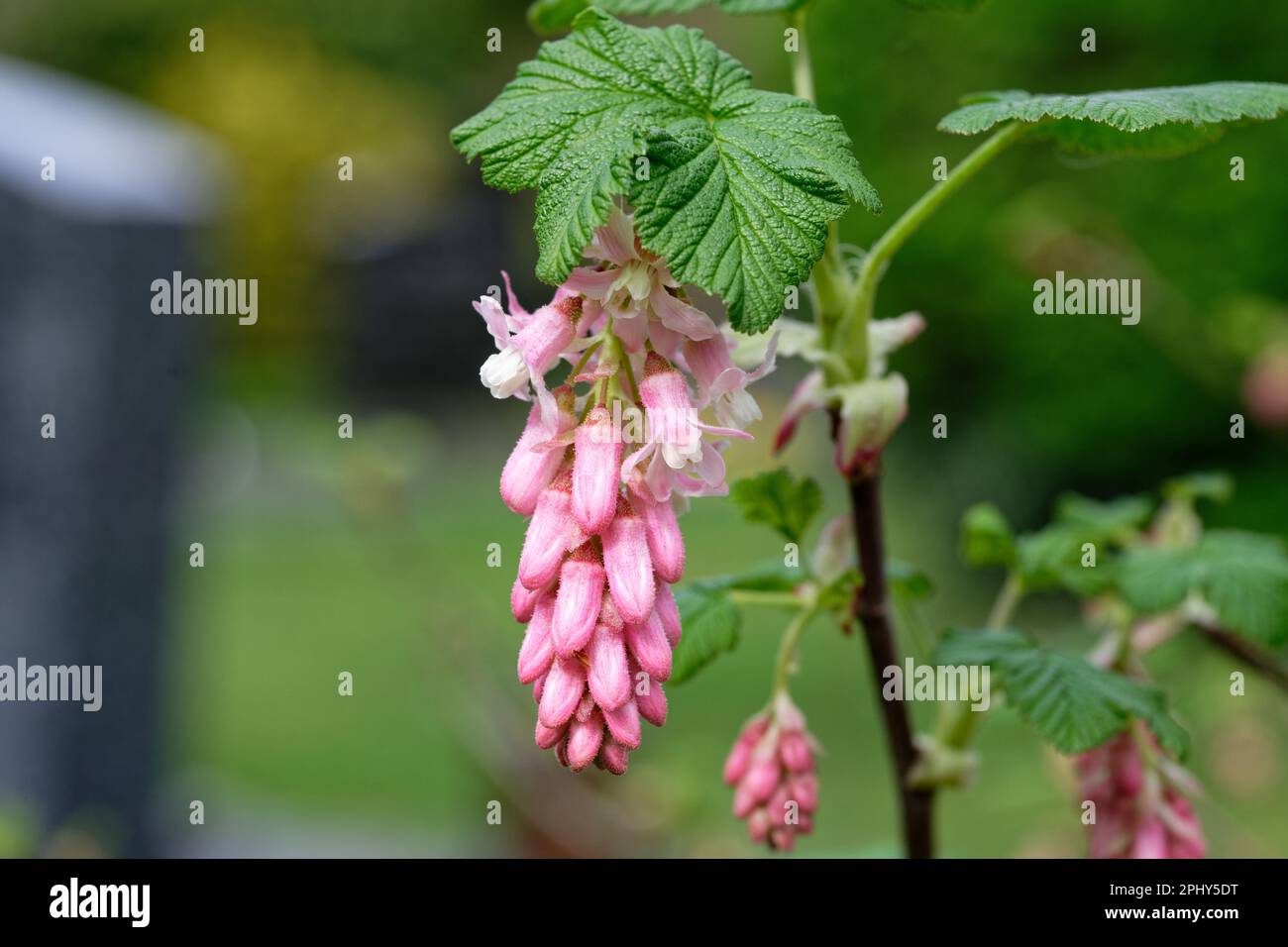 Ribes sanguineum inflorescence of a blood currant in a park against blurred background Stock Photo