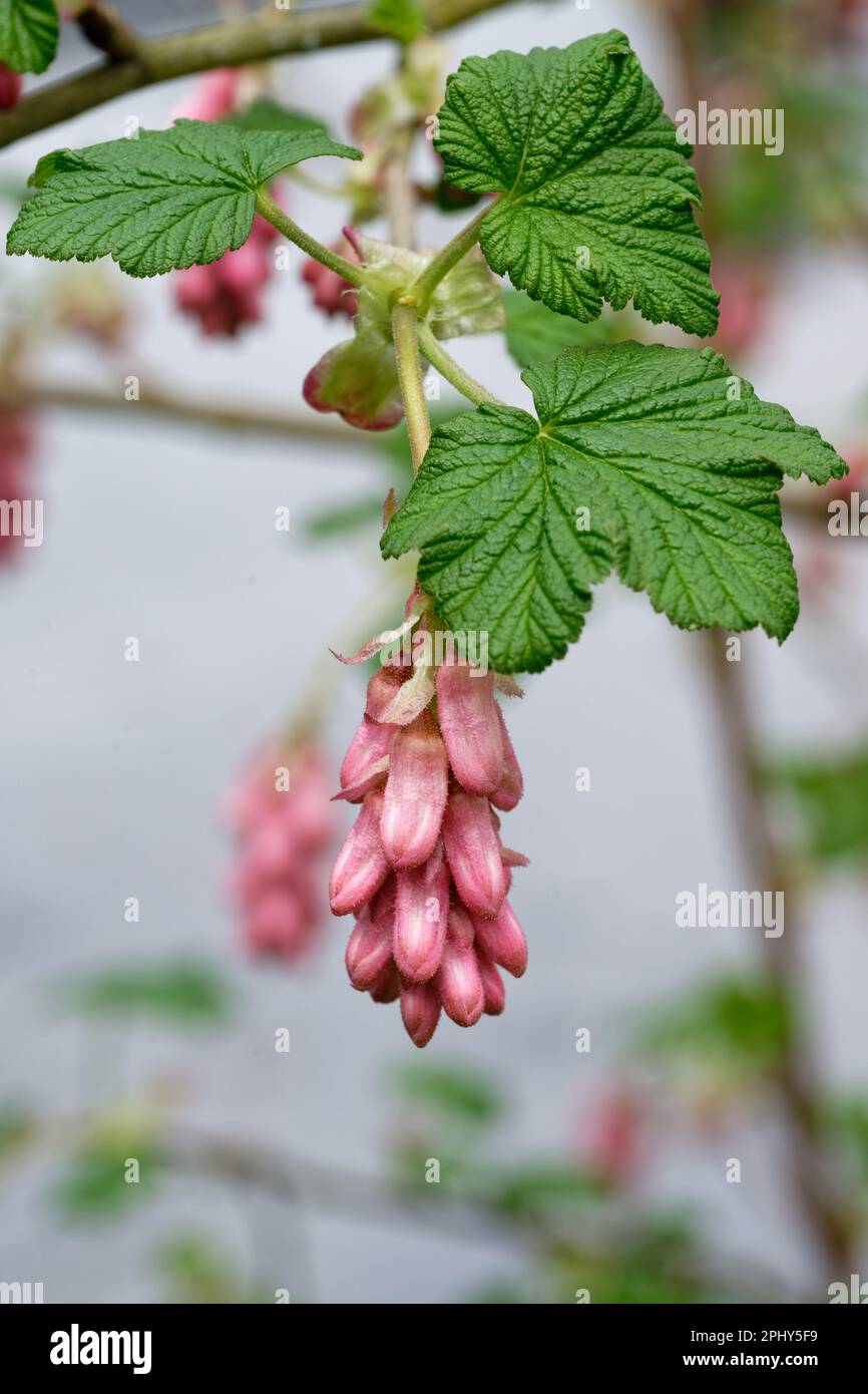Ribes sanguineum inflorescence of a blood currant in a park against blurred background Stock Photo