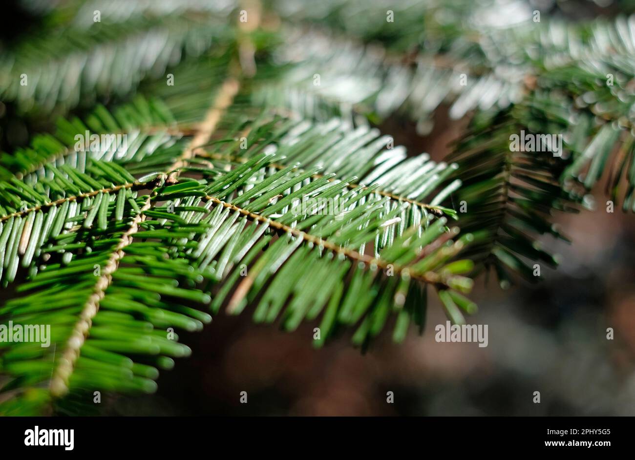 close up of fir tree needles in woodland setting Stock Photo