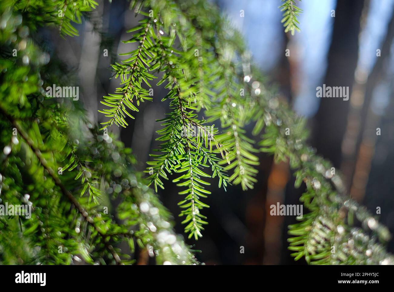 close up of fir tree needles in woodland setting Stock Photo