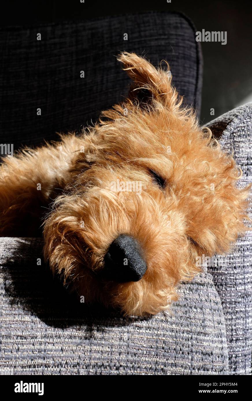 cute irish terrier puppy dog sleeping on chair Stock Photo Alamy