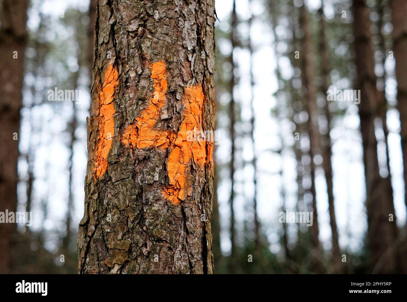 number 14 painted on pine tree trunk in woodland Stock Photo