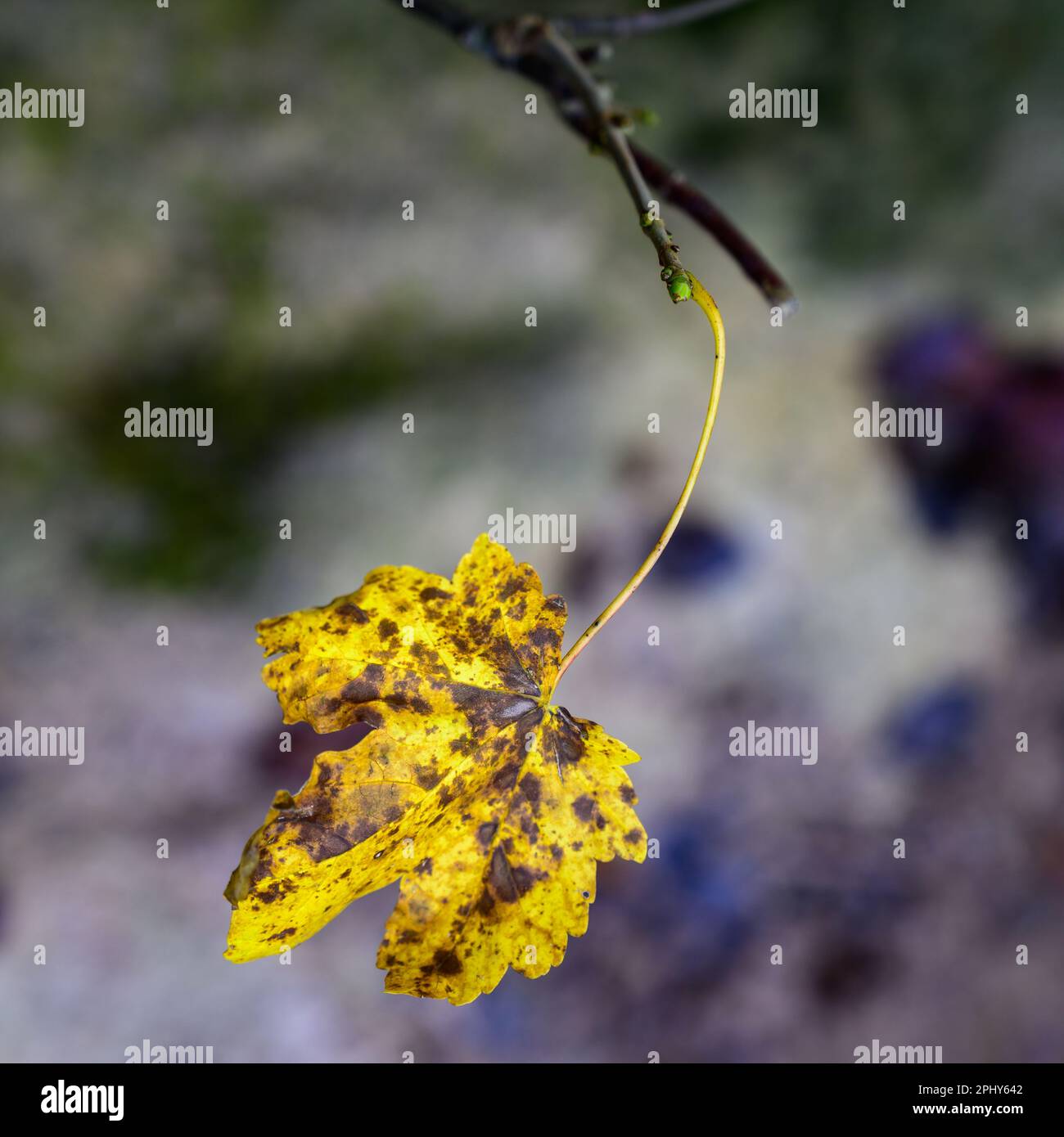 Mottled leaf hi-res stock photography and images - Alamy