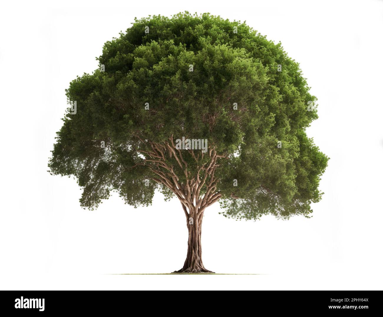 Single tree isolated on white background Stock Photo