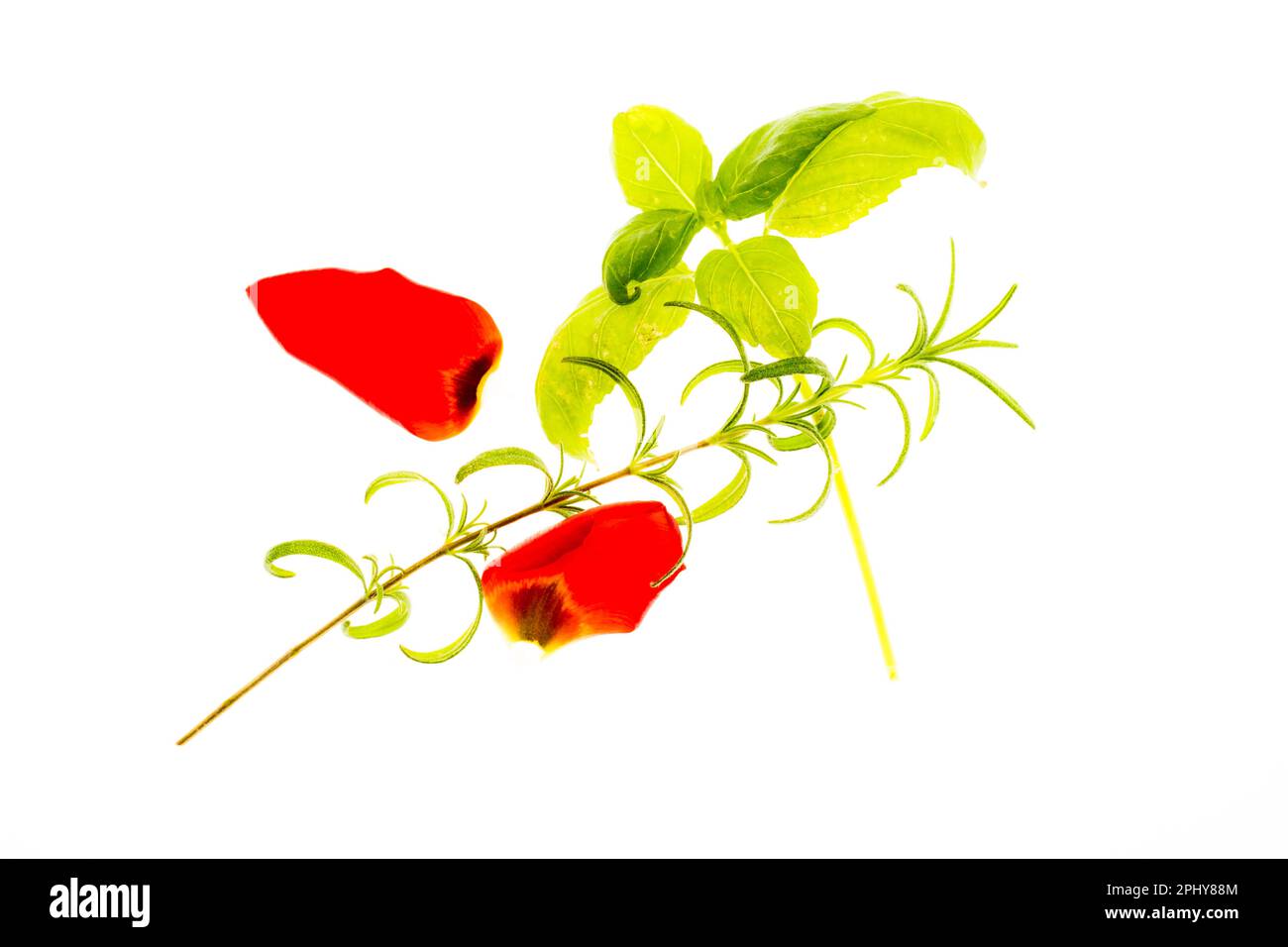 Essen und Trinken -lebenswichtige gesunde vitaminreiche bunte Nahrungsmittel Obst und Gemüse geschnitten vor hellem weissen Hintergrund freigestellt Stock Photo