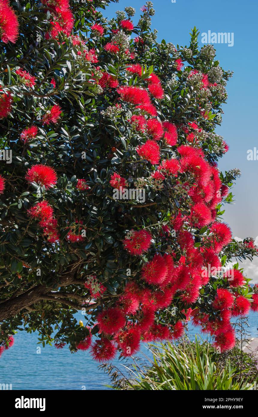 Pohutukawa tree (Metrosideros excelsa), also referred to as the New Zealand Christmas tree; with its bright red flowers in full bloom Stock Photo
