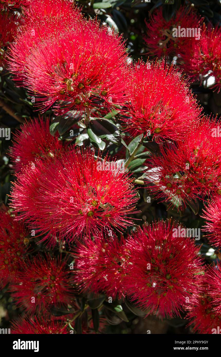 The beautiful red flowers of the New Zealand Pohutukawa tree (Metrosideros excelsa), also known as the New Zealand Christmas tree. Stock Photo