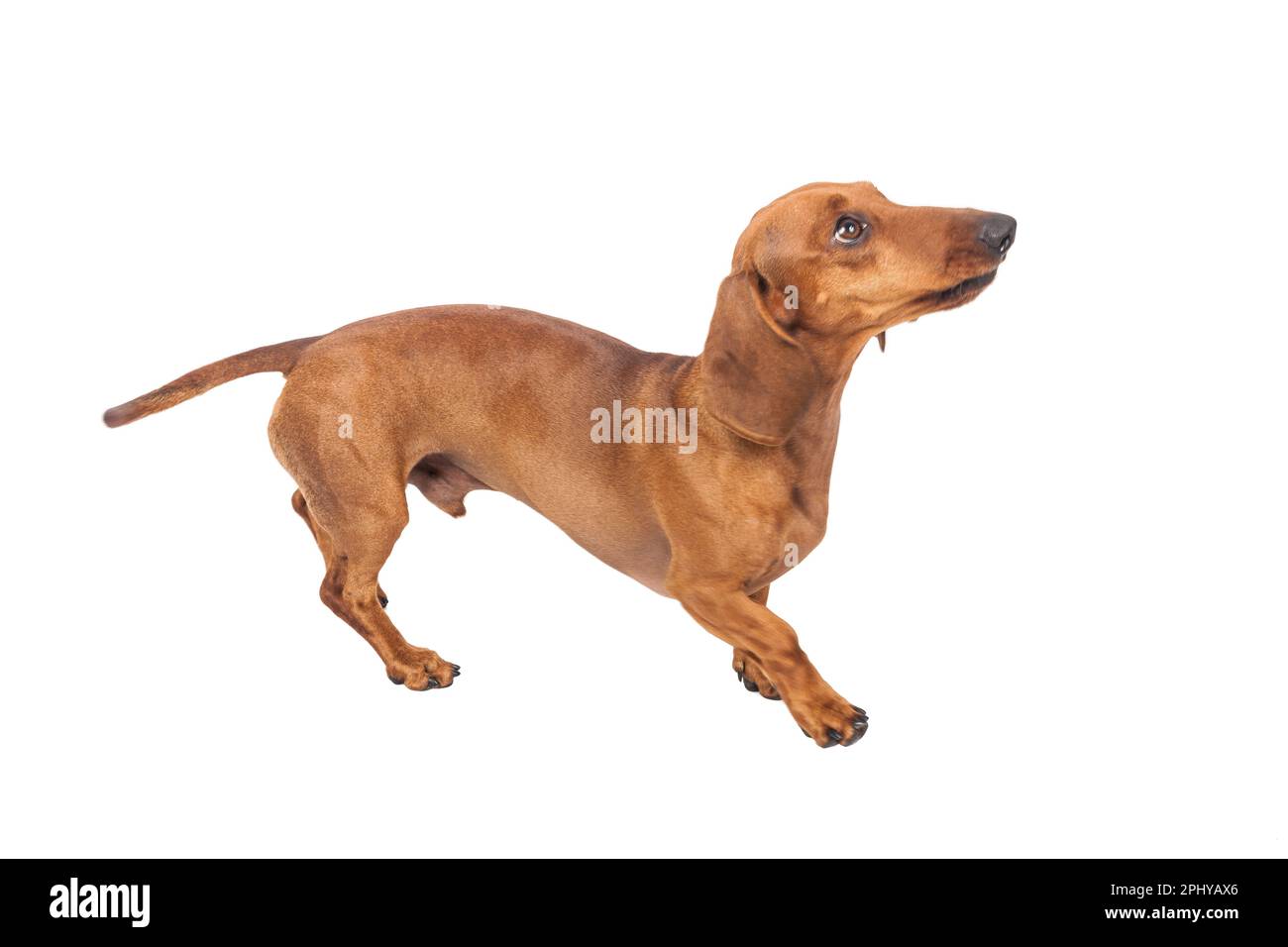 Dachshund Dog Golden In Color Isolated Over White Background Stock