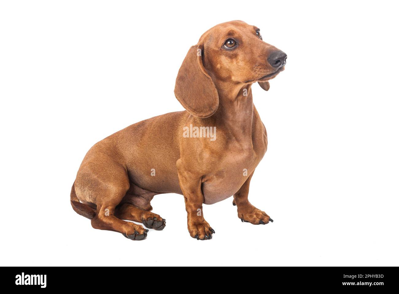 Dachshund Dog Golden In Color Isolated Over White Background Stock ...