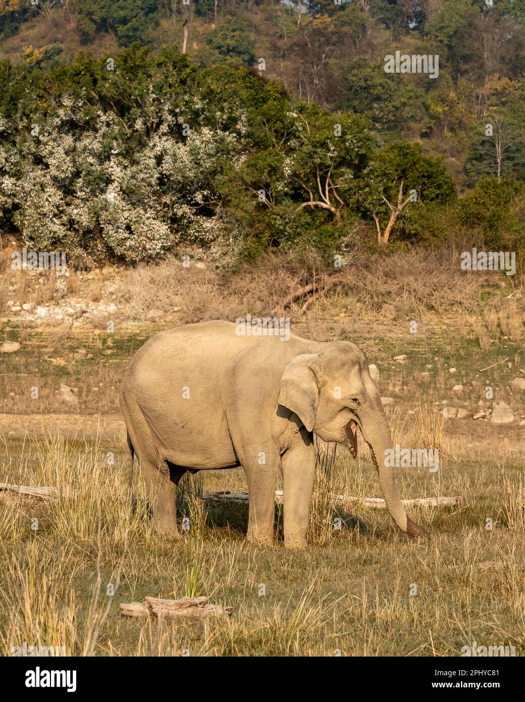 wild female asian elephant or Elephas maximus indicus side profile in winter morning light and scenic landscape background at dhikala jim corbett Stock Photo
