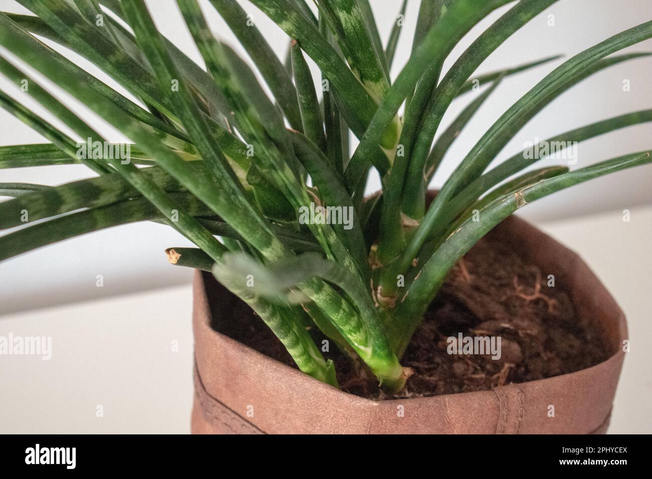 Dracaena stuckyi, synonym Sansevieria stuckyi, is a common, easily cultured  succulent Stock Photo - Alamy