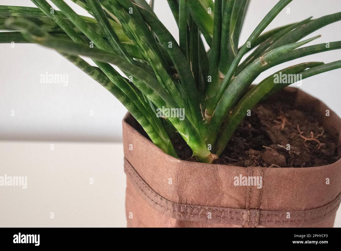 Dracaena stuckyi, synonym Sansevieria stuckyi, is a common, easily cultured  succulent Stock Photo - Alamy