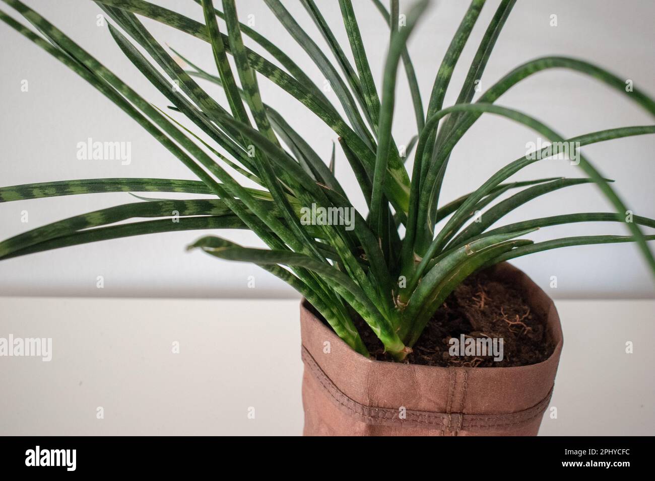 Dracaena stuckyi, synonym Sansevieria stuckyi, is a common, easily cultured  succulent Stock Photo - Alamy