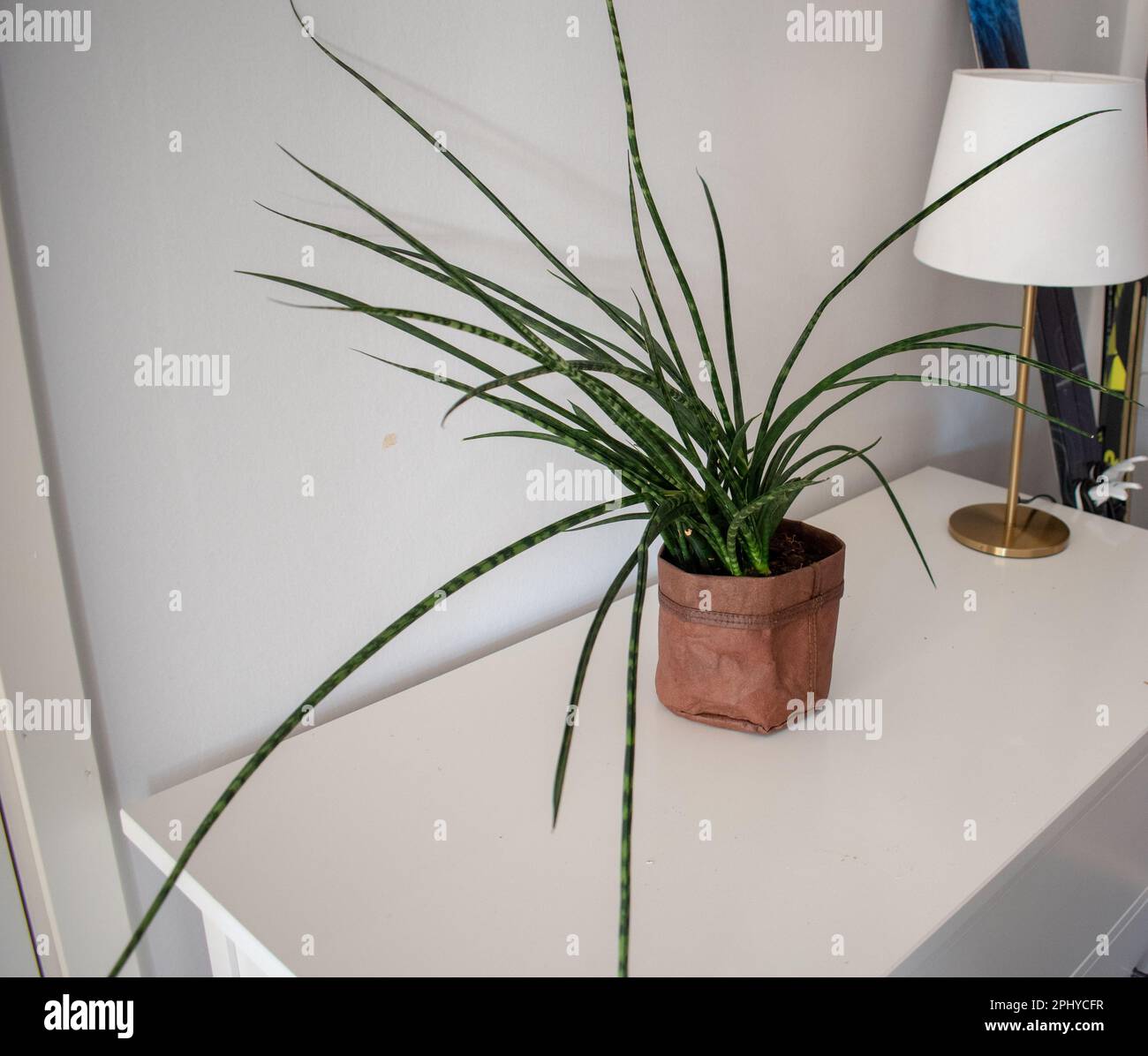 Dracaena stuckyi, synonym Sansevieria stuckyi, is a common, easily cultured  succulent Stock Photo - Alamy