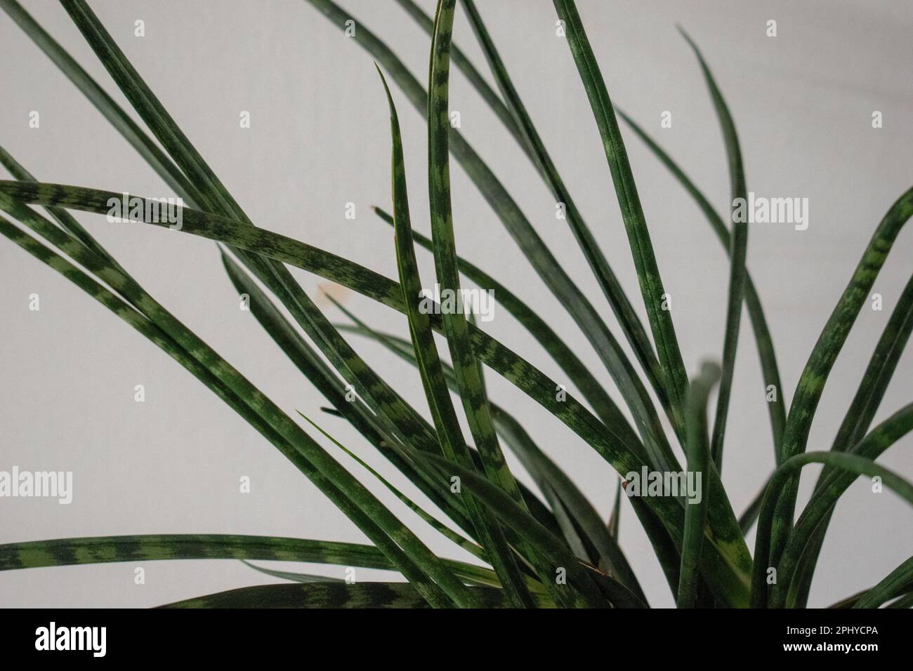 Dracaena stuckyi, synonym Sansevieria stuckyi, is a common, easily cultured  succulent Stock Photo - Alamy