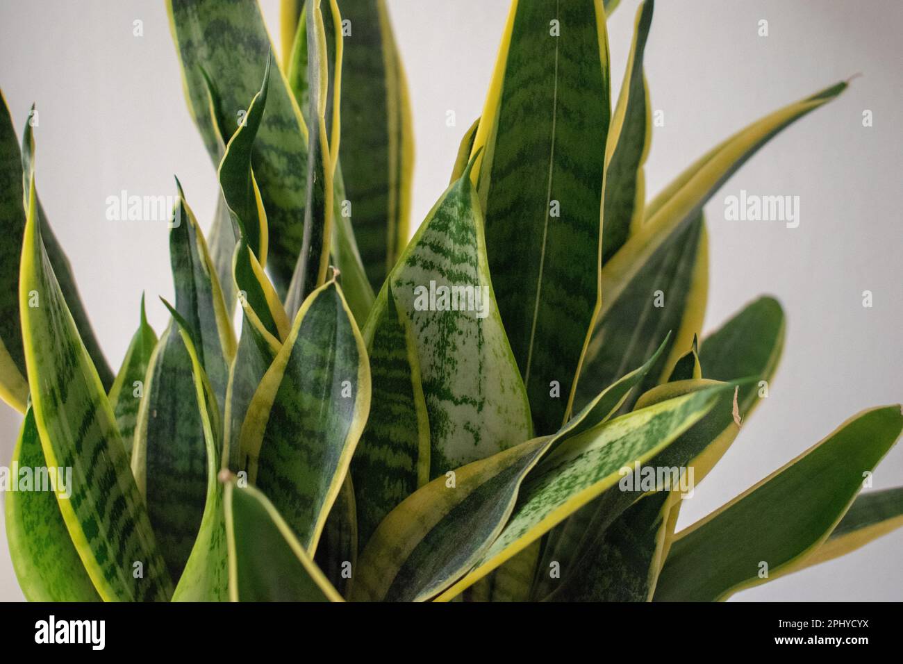 8 Inch Pot -1.5 to 2ft Tall -sansevieria Trifasciata Green - Bowstring Hemp, Snake Plant, Mother-in-law's Tongue-similar Not Exact