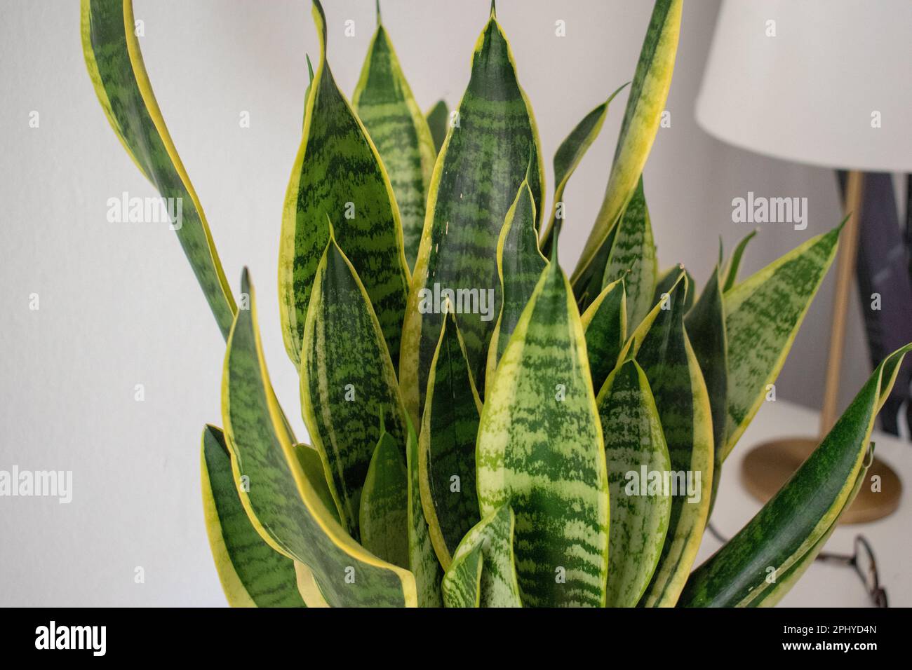 Set Da 3 Sansevieria Trifasciata (lingua Di Suocera) In Vaso Da 9cm, Altezza 20-25cm, Pianta Facile Per Ufficio E Casa - 6