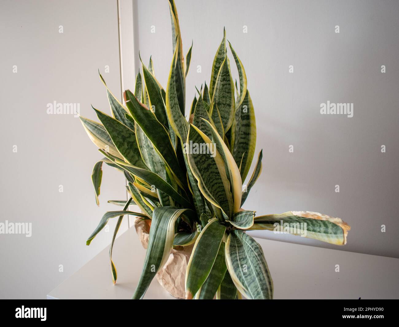 Sansevieria Trifasciata With Tall Green Leaves Edged In Yellow Placed Black Pot Wooden Table Indoor Plant Resilience Image400815007