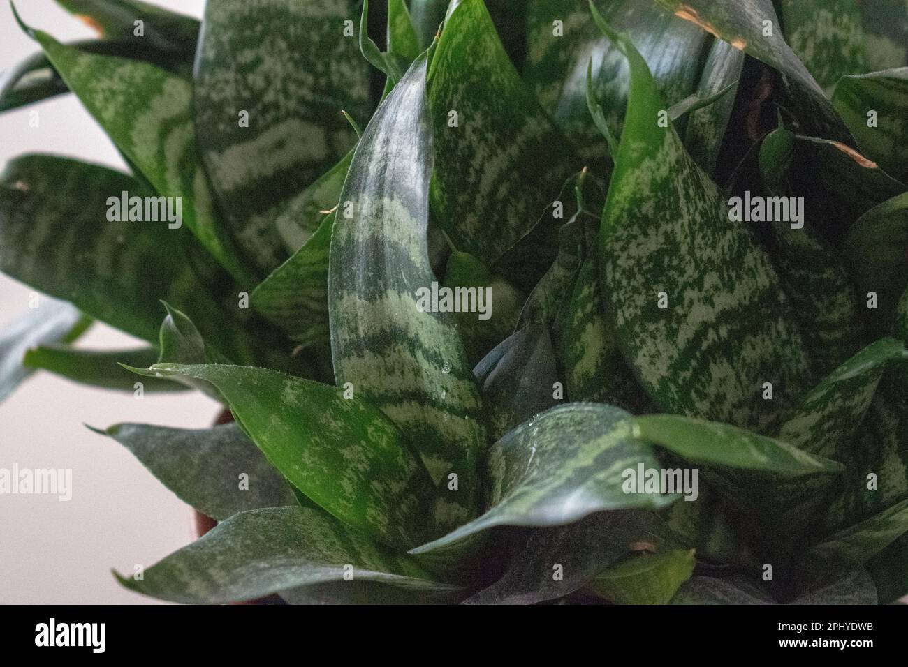 Sansevieria Trifasciata Hahnii Green in a Pot Stock Photo - Image of