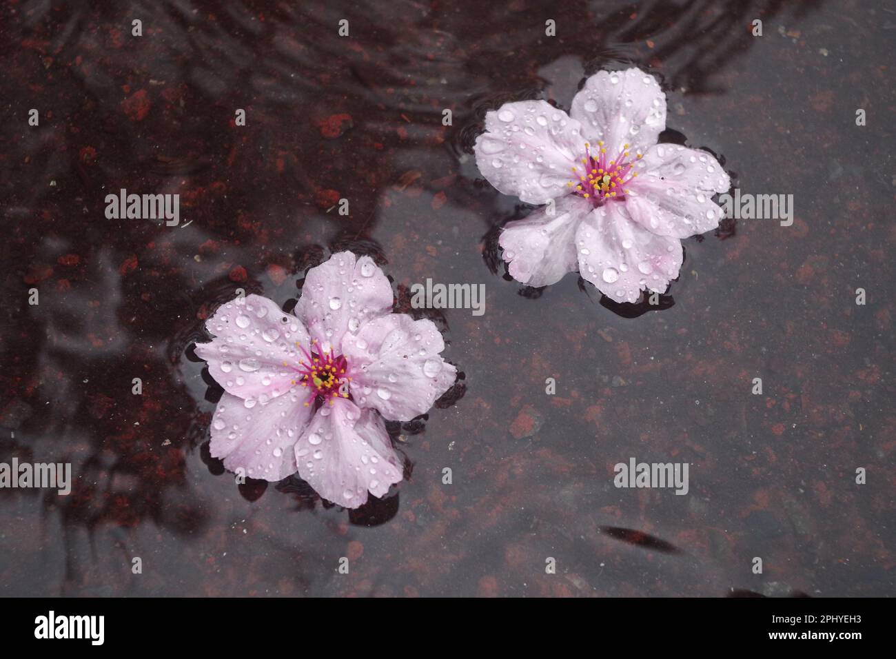 Fallen cherry blossom in the rain Stock Photo