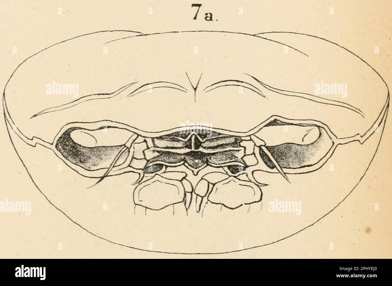 Captioned under combination "Telphusa (Oziotelphusa) hippocastanum. Now