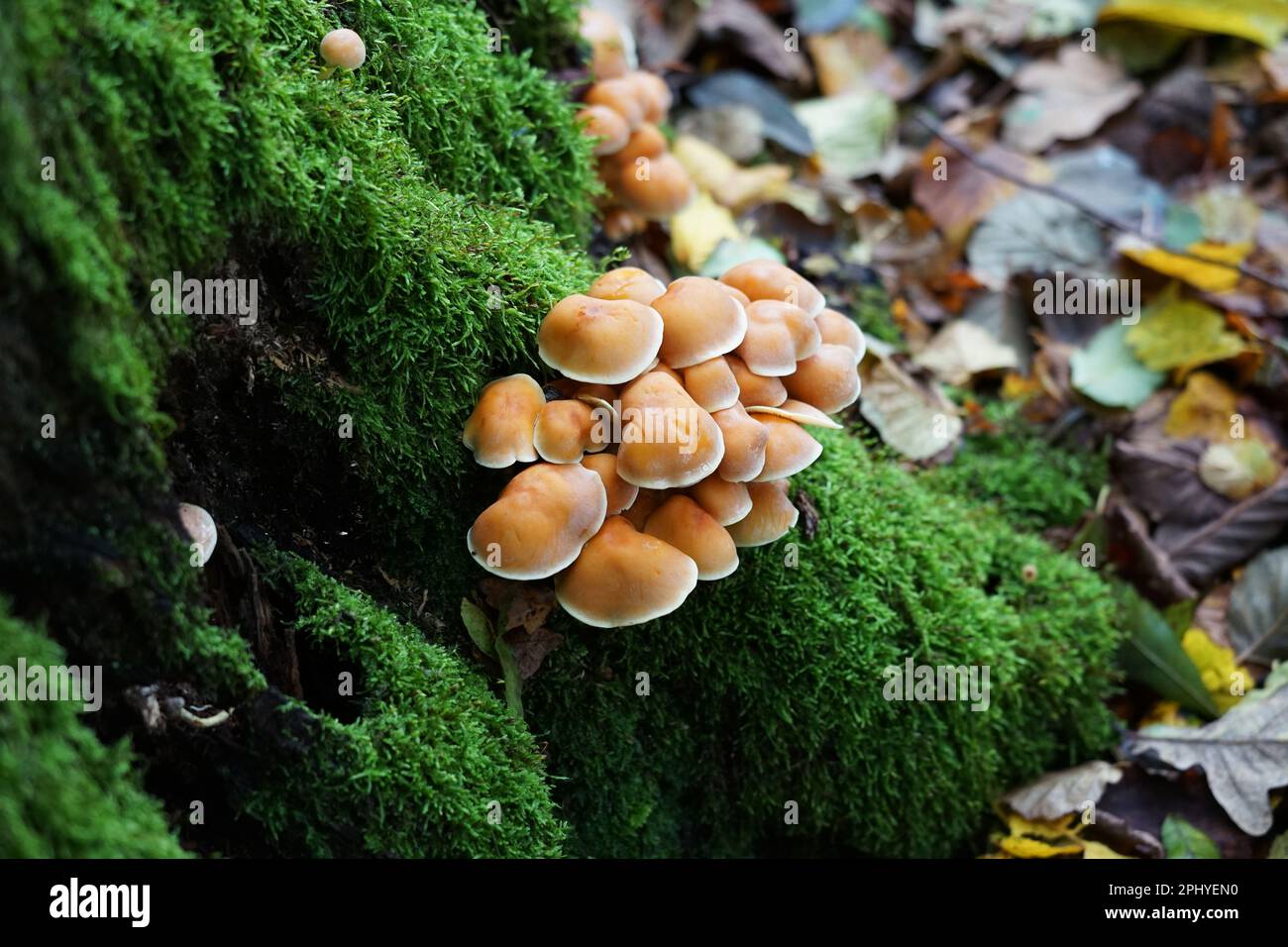Gelbe pilze hires stock photography and images Alamy