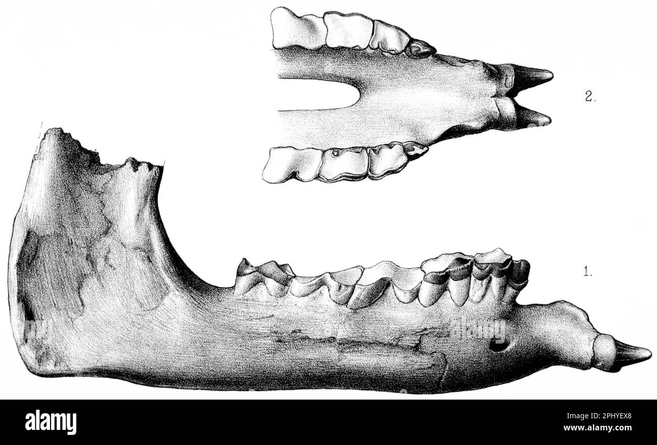 Paraceratherium jaw hires stock photography and images Alamy