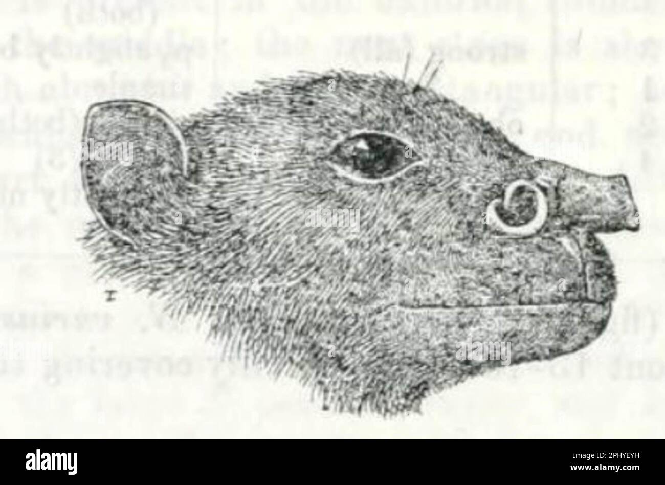 island tubenosed fruit bat Stock Photo Alamy