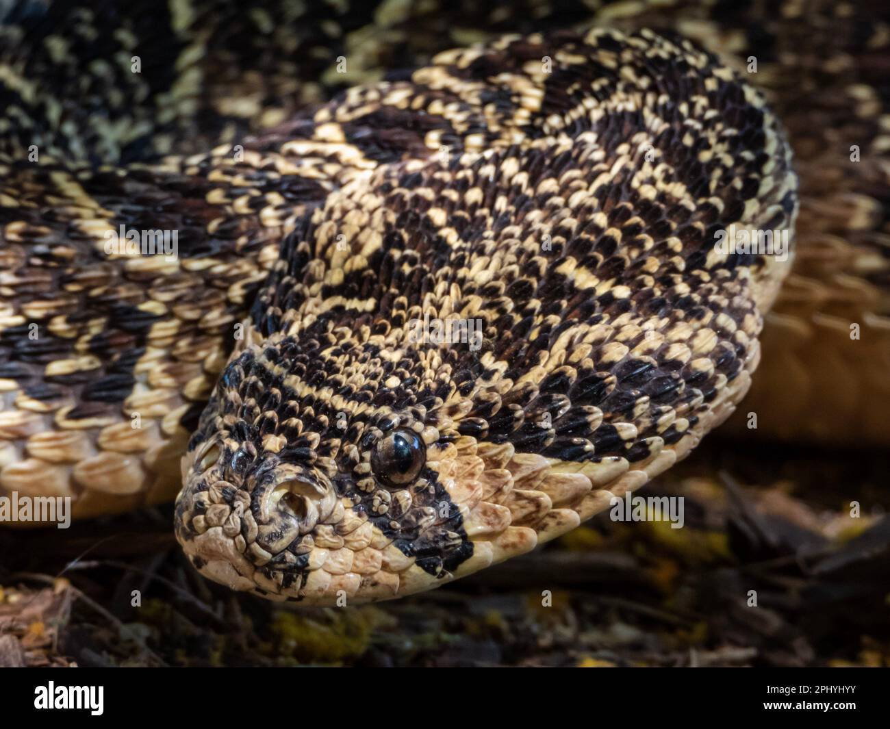 This stock photo features a close-up shot of an intimidating Puff Adder ...