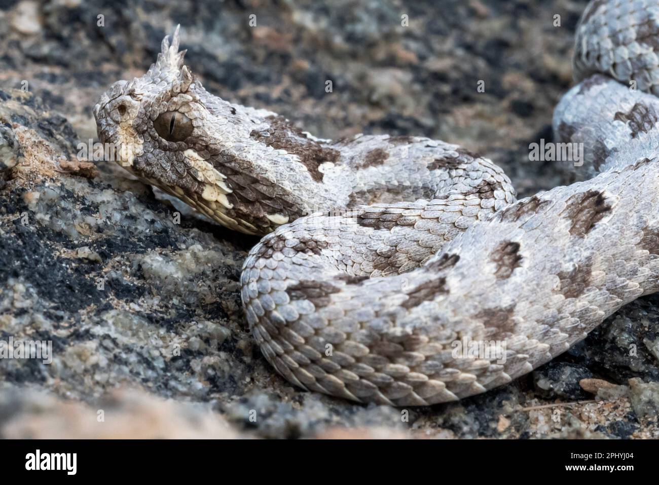 A close-up of a many-horned adder snake coiled around a stone in a dirt ...