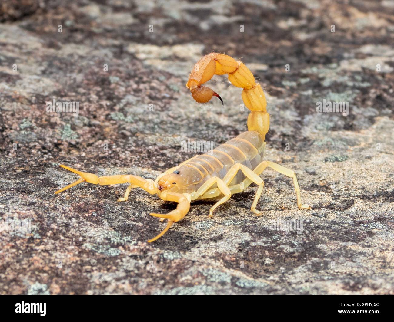 A bright yellow parabuthus scorpion atop a jagged rock in its natural