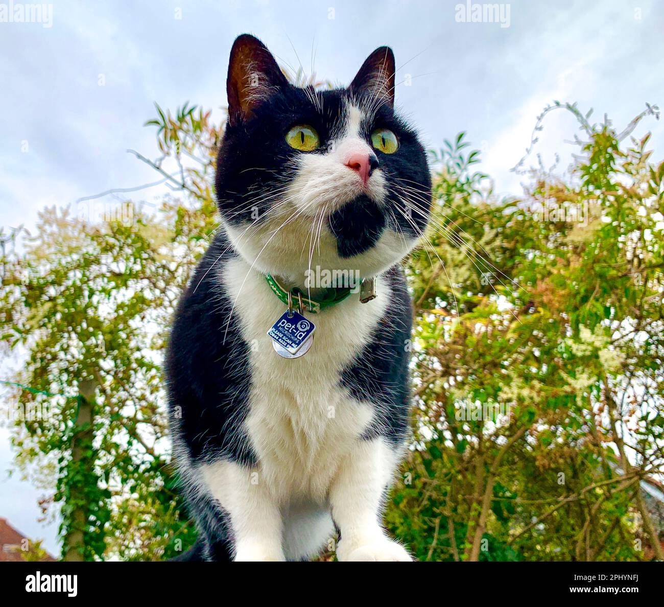 Looking up at a cat. Stock Photo