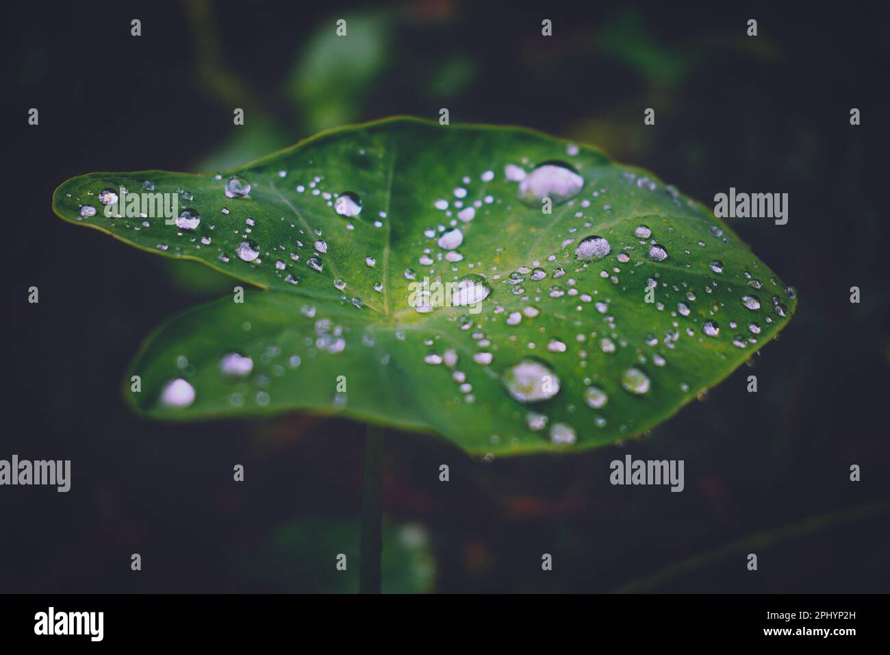 Water droplets on a leaf Stock Photo