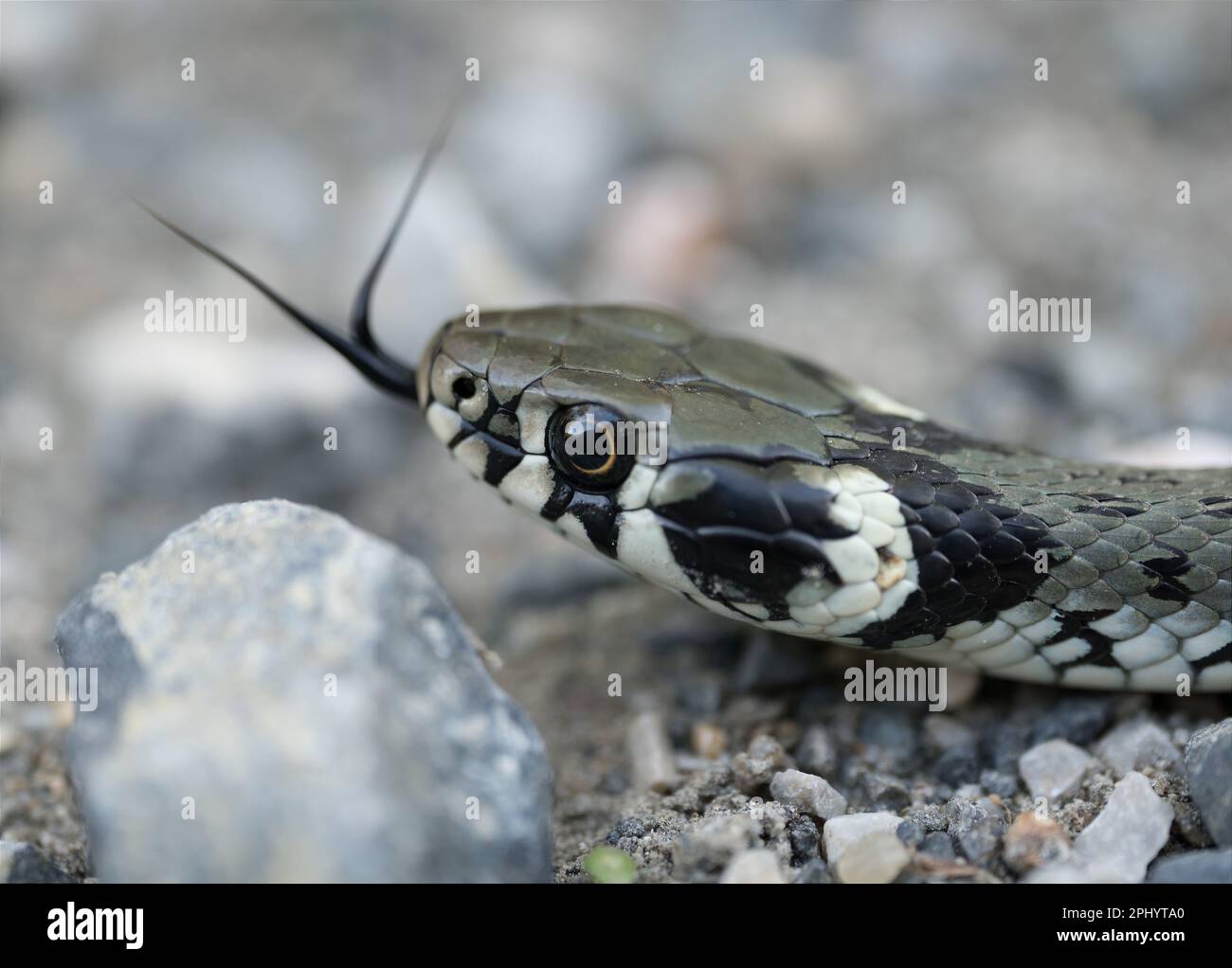 Snake on the rocks hi-res stock photography and images - Alamy