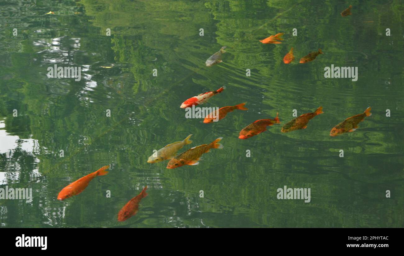 Koi fish in the clear water lake Stock Photo Alamy