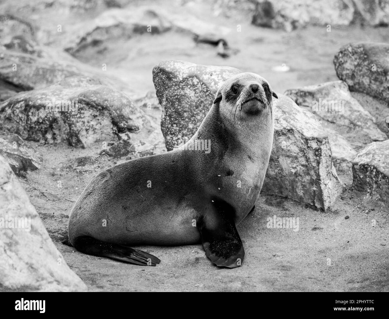 Young Brown Fur Seal, Arctocephalus pusillus, colony at Cape Cross, on Skeleton Coast of Atlantic Ocean, near Henties Bay in Namibia, Africa. Black and white photography. Stock Photo