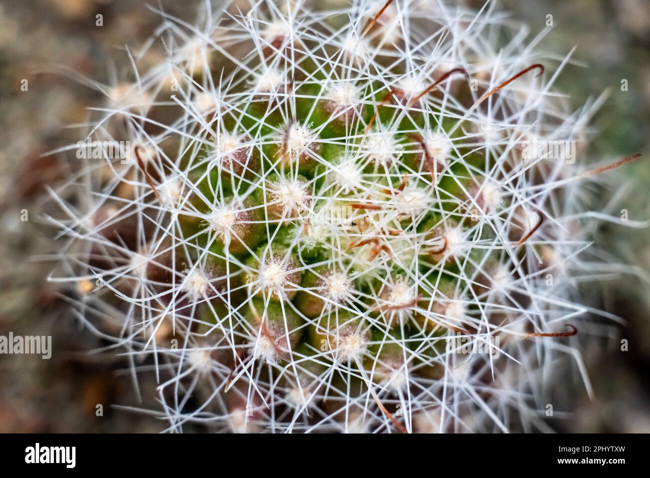 Macro view of cactus plant isolated on bllured background. Stock Photo