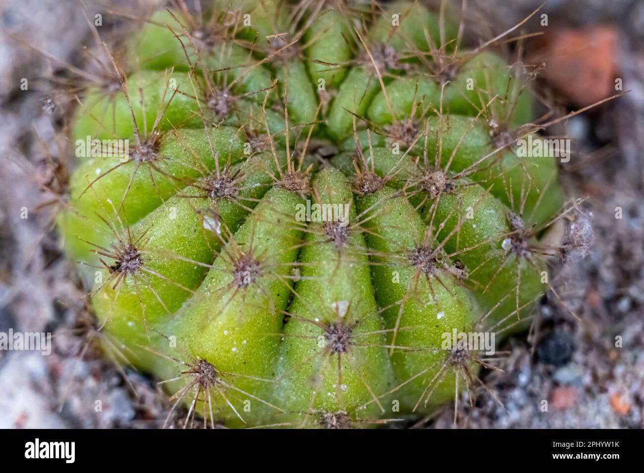 get water from cactus Mixed 12 Pack