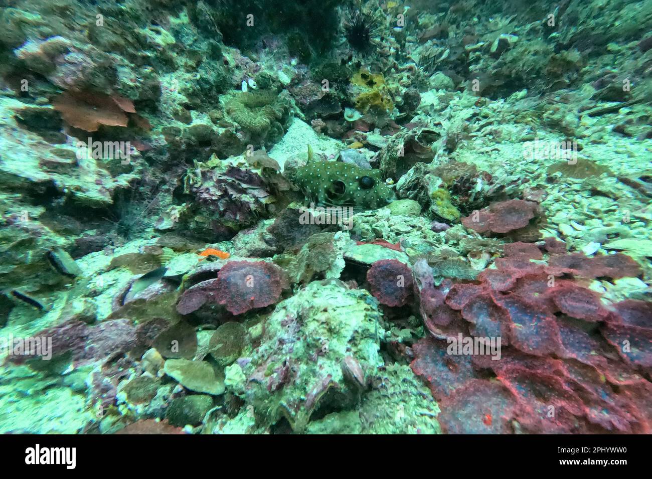 Close up of a puffer fish in Malapascua, in the Philippines surrounded ...
