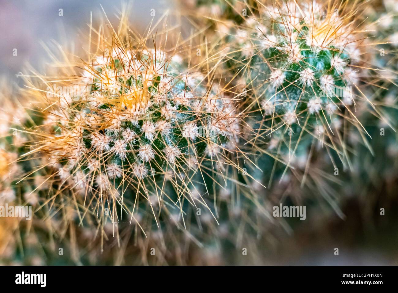 Closeup view of Cactus plant in house garden. It is genus name of Cactus and speceice name of Ferocactus pilosus Stock Photo