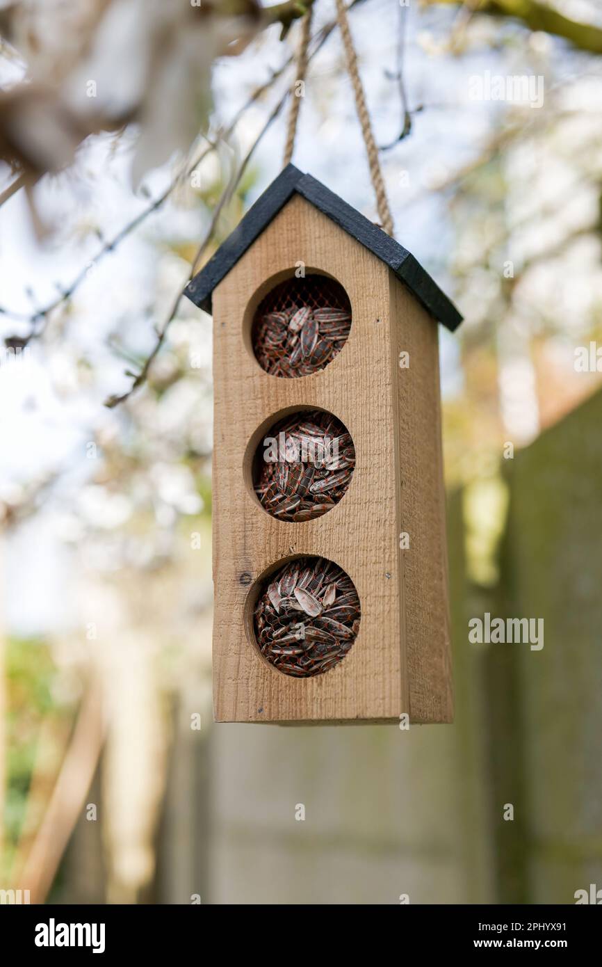 Wooden bird feeder hanging in tree in garden Stock Photo Alamy