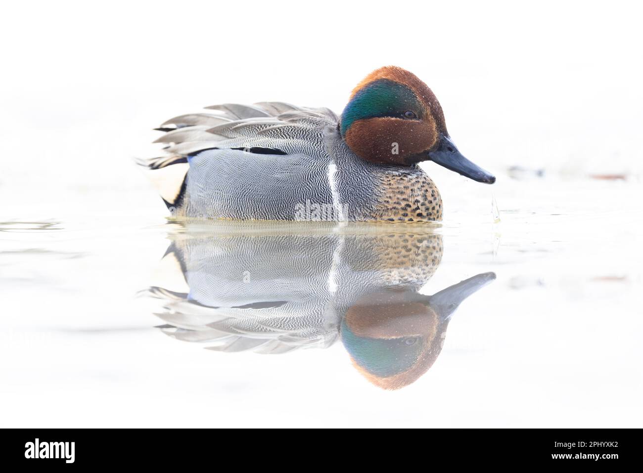 Male green-winged teal (Anas carolinensis) in spring Stock Photo
