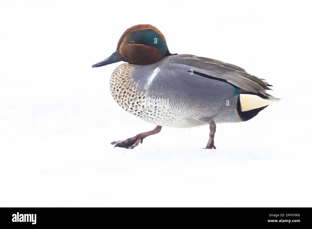 Male green-winged teal (Anas carolinensis) in spring Stock Photo