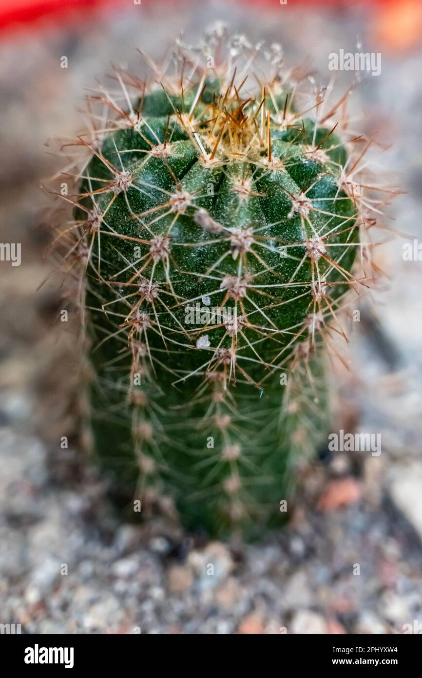 Cactus plants in the house garden. It is the genus name of Cactus and the species name of Ferocactus pilosus. Stock Photo